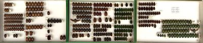 a display case with many different types of hair on it