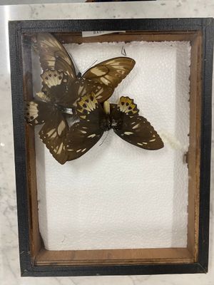 a picture of a butterfly in a frame on a table