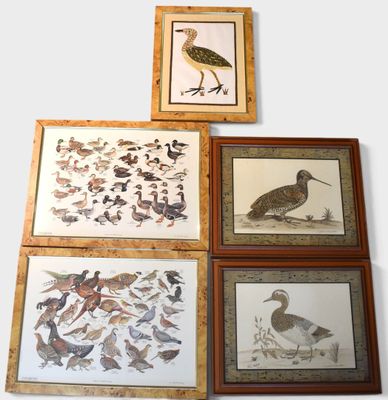 four framed pictures of birds and birds on a white background