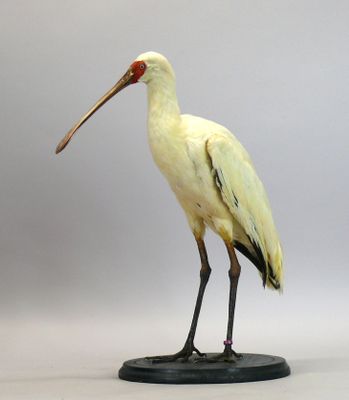 Spatule africaine - Platalea alba - sur socle bois.