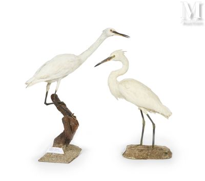 two white birds standing on top of a tree stump next to each other