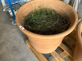 two large clay pots with plants in them on a pallet