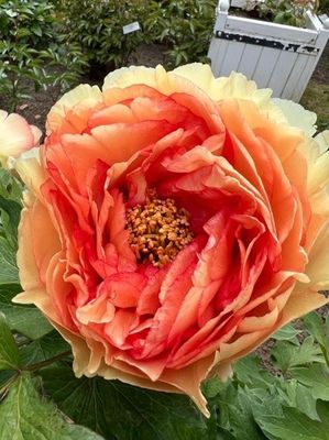 une grande fleur orange et jaune au milieu d'un jardin
