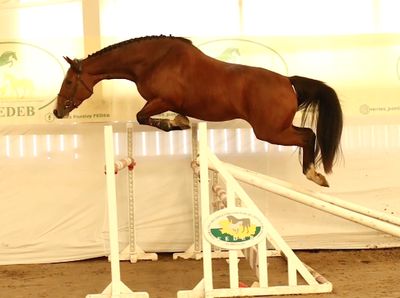 a horse that is jumping over a jump in the air