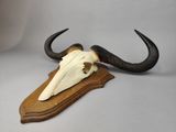 an animal skull mounted on top of a wooden plaque