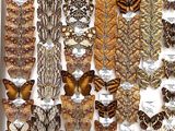 many different types of butterflies displayed in a white box