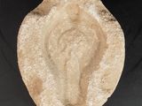 une image représentant un rocher sur lequel est sculpté un visage