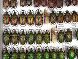 a lot of beetles that are on display in a box