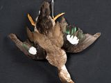 a bird that is laying down on a black surface