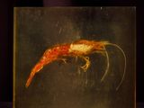 an image of a shrimp in a glass box on a table