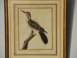 painting of a woodpecker perched on a branch in a frame