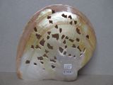 un coquillage percé de trous, posé sur une table