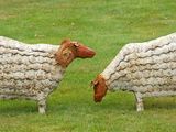 two sheep that are standing in the grass together