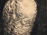 dessin représentant un hibou blanc perché sur une table en bois