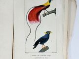 two birds that are sitting on top of an open book