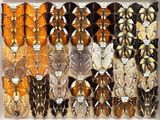 many different types of butterflies displayed in a display