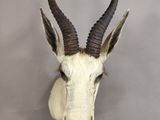 an antelope head mounted on a wall in a room