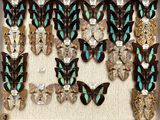 a lot of butterflies that are on display in a white box