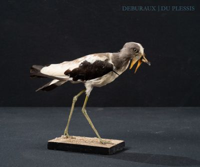 a bird that is standing on top of a wooden block