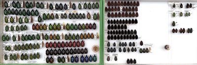 many different types of beetles on display in a display case