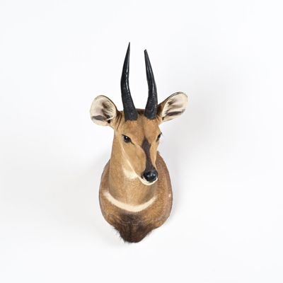 une tête d'antilope fixée sur un mur blanc, avec un fond blanc