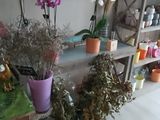 many potted plants on a shelf in a room
