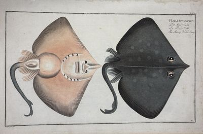 un vieux dessin représentant deux poissons-piquants et un poisson-piquant sur fond blanc