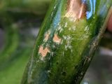 someone is holding a cucumber in their hand in a bowl of water