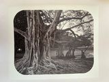 a black and white photo of a tree in a park