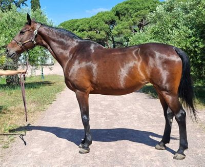 une femme debout à côté d'un cheval brun sur un chemin de terre