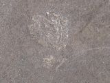 a picture of a close up of a rock with a bird on it