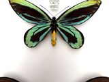 two butterflies are sitting on a white surface with a white background