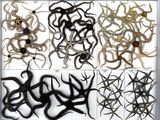 several different types of squids are displayed in a silver frame