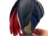 a hand holding a bird with red feathers on it