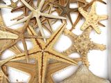 many starfishs in a white box on a white surface