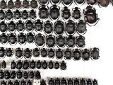 many different types of beetles displayed on the wall