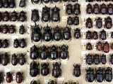 many different types of beetles on display in a display case