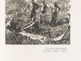 une vieille photo en noir et blanc représentant un groupe d'hommes dans un champ