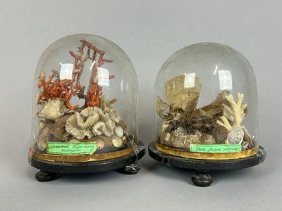 deux cloches en verre contenant des coquillages et des coraux