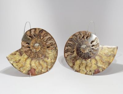 paire de boucles d'oreilles en fossiles d'ammonites ornées de coquillages en filigrane
