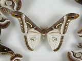 many moths that are arranged in a circle together