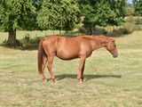 a brown horse that is standing in the grass