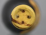 a close up view of a wine bottle with a smiley face on it