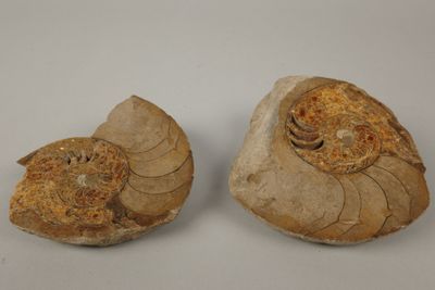 Ammonite coupée en deux. (Manques)