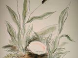 a drawing of a bird ' s nest in the grass
