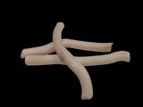 two pieces of bone that are on a black background