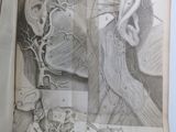 a drawing of a human head in a book
