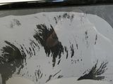 a black and white picture of a dog in a car