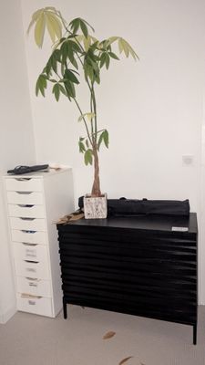 une plante posée sur une commode noire