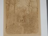 a picture of an old photo of a dog in the woods